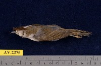 藏品(冠羽畫眉)的圖片